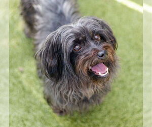 Mutt Dogs for adoption in Canton, CT, USA