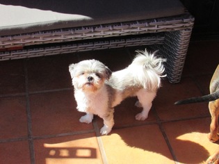Shih Tzu Dogs for adoption in Tucson, AZ, USA