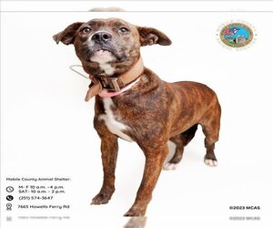 Bulldog Dogs for adoption in Mobile, AL, USA