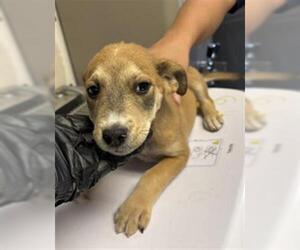 Chihuahua-Unknown Mix Dogs for adoption in Visalia, CA, USA