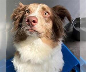 Australian Shepherd Dogs for adoption in Santa Barbara, CA, USA