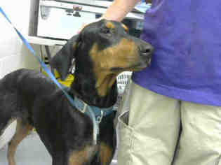 Doberman Pinscher Dogs for adoption in Conroe, TX, USA