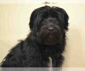 Labradoodle Dogs for adoption in Aurora, CO, USA