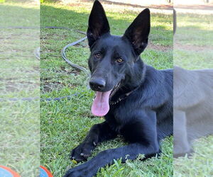 German Shepherd Dog Dogs for adoption in Dana Point, CA, USA