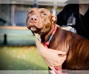 American Pit Bull Terrier-Unknown Mix Dogs for adoption in Orlando, FL, USA