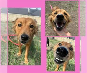 Mutt Dogs for adoption in San Antonio, TX, USA