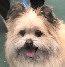 Pomeranian Dogs for adoption in Monkton, MD, USA