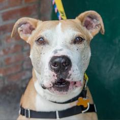 American Pit Bull Terrier-Unknown Mix Dogs for adoption in New York City, NY, USA