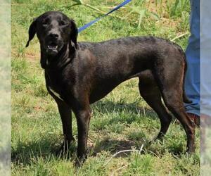 Labrador Retriever Dogs for adoption in Cochise, AZ, USA