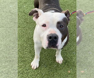 Mutt Dogs for adoption in Fayetteville, NC, USA