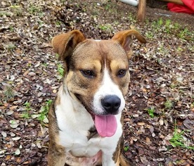 Small Boxer-English Foxhound Mix