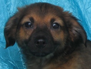 Dameranian Dogs for adoption in Cuba, NY, USA