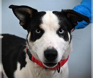 Border Collie-Siberian Husky Mix Dogs for adoption in Fort Collins, CO, USA