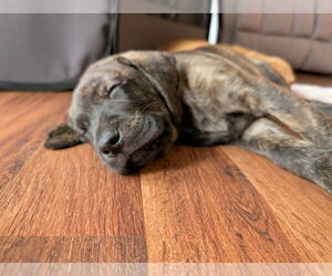 Labrador Retriever-Unknown Mix Dogs for adoption in Plainfield, IL, USA