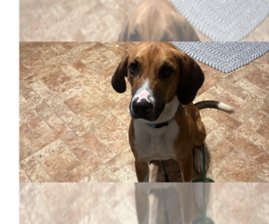 Mutt Dogs for adoption in Springdale, PA, USA