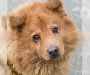 Chow Chow Dogs for adoption in Roanoke, VA, USA