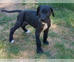 Mastiff-Unknown Mix Dogs for adoption in Lakewood, CO, USA