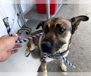 German Shepherd Dog-Unknown Mix Dogs for adoption in Bakersfield, CA, USA
