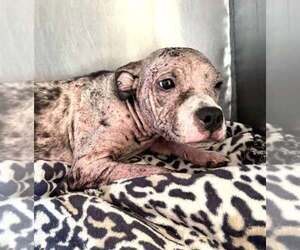 American Pit Bull Terrier-Unknown Mix Dogs for adoption in New York, NY, USA