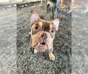 American French Bull Terrier Dogs for adoption in Woodland, CA, USA