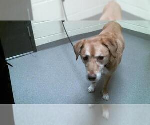 Labrador Retriever-Unknown Mix Dogs for adoption in Denver, CO, USA