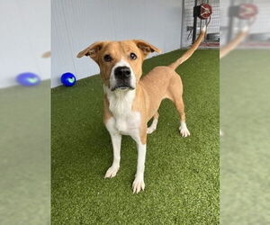 American Pit Bull Terrier-Unknown Mix Dogs for adoption in Oak Bluffs, MA, USA