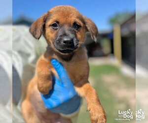 Mutt Dogs for adoption in Washington, DC, USA