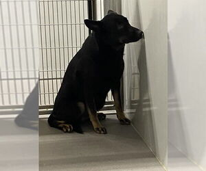 German Shepherd Dog Dogs for adoption in Modesto, CA, USA