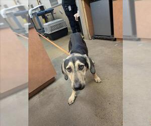 Doberman Pinscher-German Shepherd Dog Mix Dogs for adoption in Sacramento, CA, USA