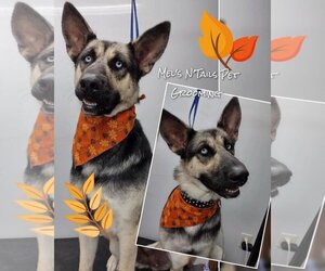 German Shepherd Dog-Huskies  Mix Dogs for adoption in Victorville, CA, USA