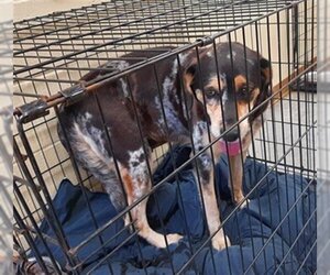 Treeing Walker Coonhound Dogs for adoption in Texas City, TX, USA