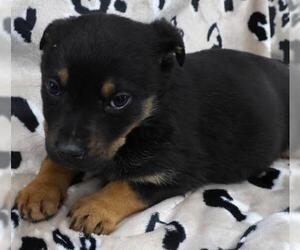 Mutt Dogs for adoption in Thief River Falls, MN, USA