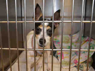 Rat Terrier Dogs for adoption in Pearland, TX, USA