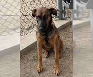 Doberman Pinscher-Unknown Mix Dogs for adoption in Bakersfield, CA, USA