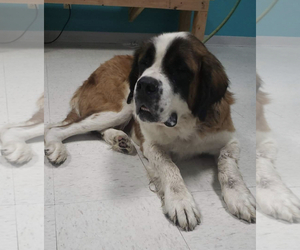 Saint Bernard Dogs for adoption in Maple Grove, MN, USA
