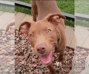 Labrador Retriever-Unknown Mix Dogs for adoption in MIDWAY, UT, USA