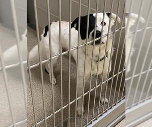 Border Collie Dogs for adoption in Virginia Beach, VA, USA