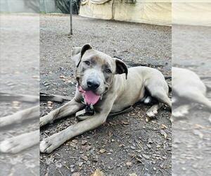 American Pit Bull Terrier-Unknown Mix Dogs for adoption in Santa Barbara, CA, USA