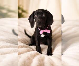 Unknown-Weimaraner Mix Dogs for adoption in Rockwall, TX, USA