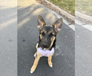 Gerberian Shepsky Dogs for adoption in MIDWAY, UT, USA