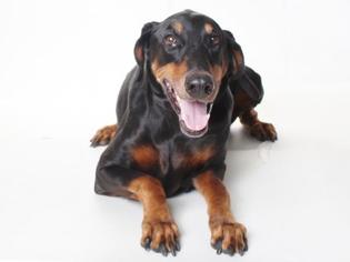 Doberman Pinscher Dogs for adoption in Burbank, CA, USA