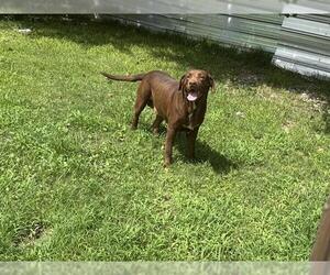 Labrador Retriever-Unknown Mix Dogs for adoption in Conroe, TX, USA