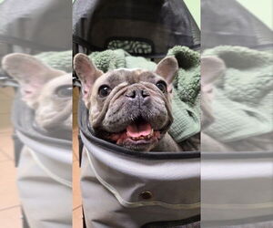 French Bulldog Dogs for adoption in East Derry, NH, USA