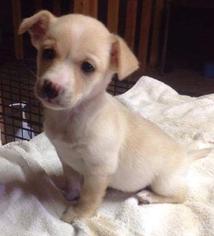 Medium Photo #1 Chihuahua-Unknown Mix Puppy For Sale in Winder, GA, USA