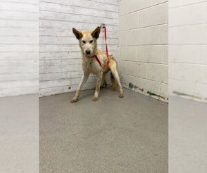 German Shepherd Dog Dogs for adoption in San Bernardino, CA, USA