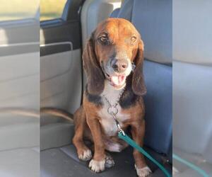 Basset Hound Dogs for adoption in Des Moines, IA, USA