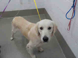 Golden Retriever Dogs for adoption in Fort Lauderdale, FL, USA