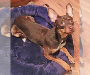 Miniature Pinscher Dogs for adoption in Griffin, GA, USA