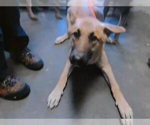 German Shepherd Dog Dogs for adoption in Tulsa, OK, USA