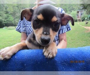 Chipin Dogs for adoption in Rutherfordton, NC, USA